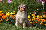 BERGER AUSTRALIEN PUPPIES 854